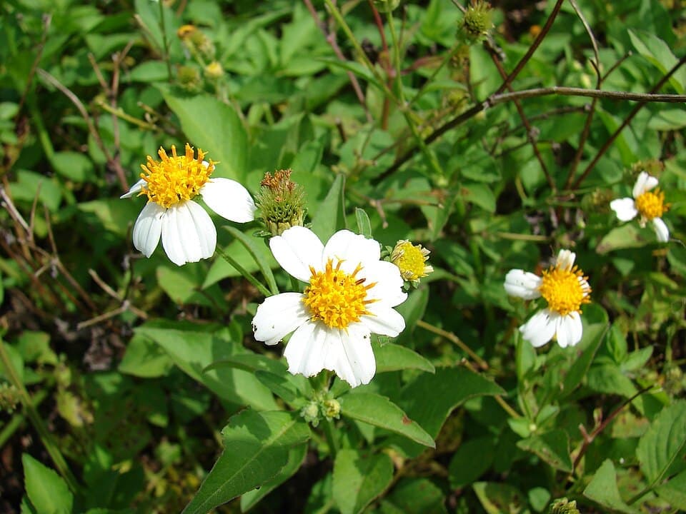 Spanish Needles, Bidens alba