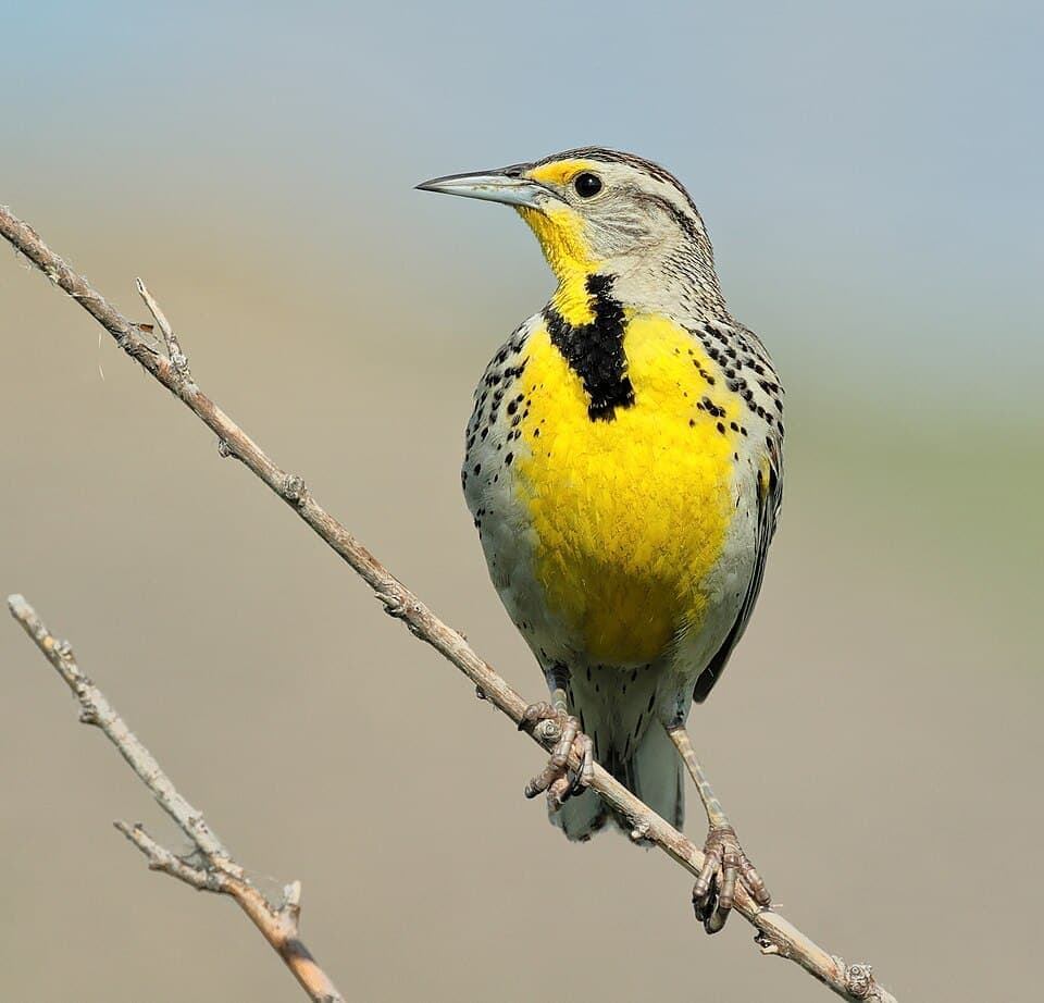 Western Meadowlark, Sturnella neglecta