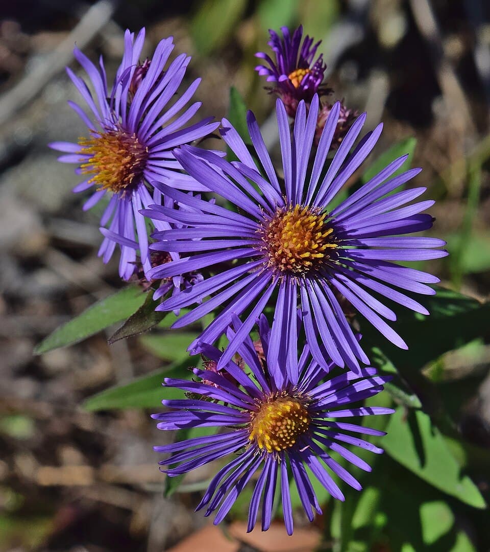 New England Aster (Symphyotrichum novae-angliae)