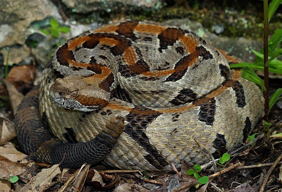 Timber Rattlesnake, Crotalus horridus