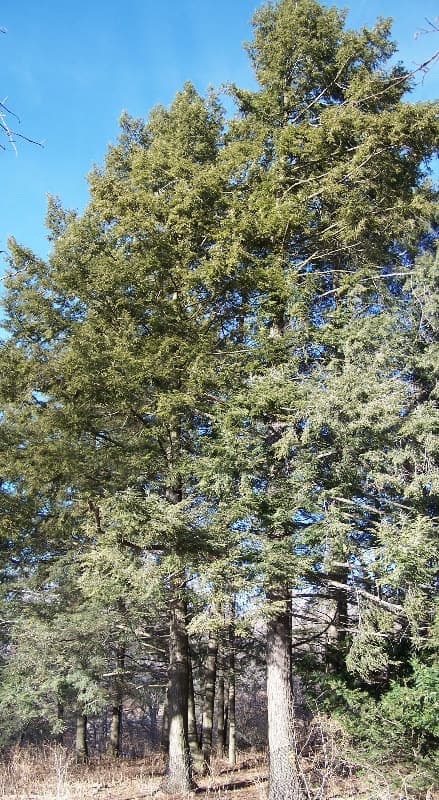 Eastern Hemlock, Tsuga canadensis