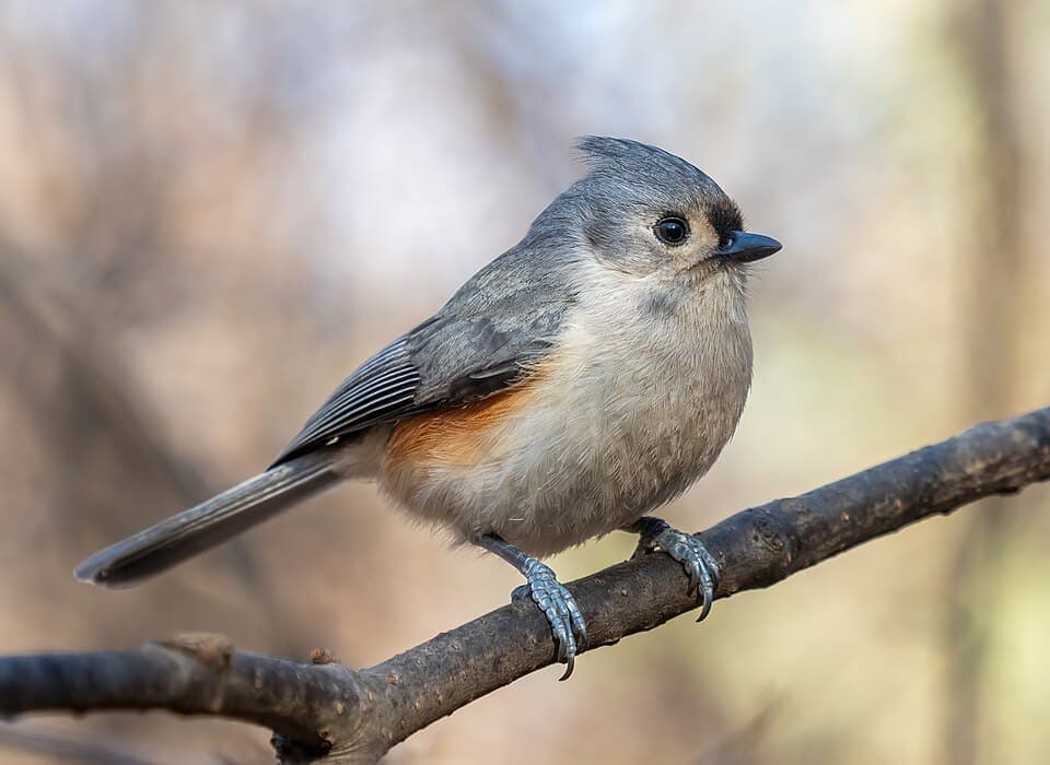 Tufted Titmouse, Baeolophus bicolor
