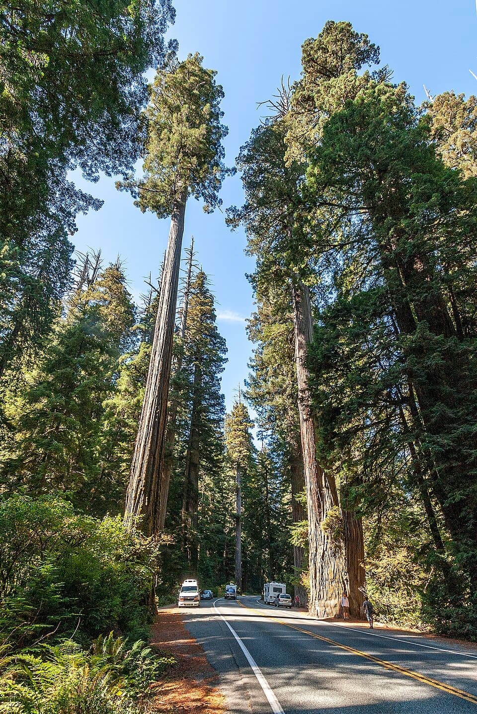 Coast Redwood (Sequoia sempervirens)