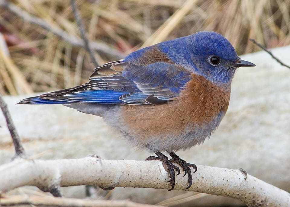 Western Bluebird, Sialia mexicana
