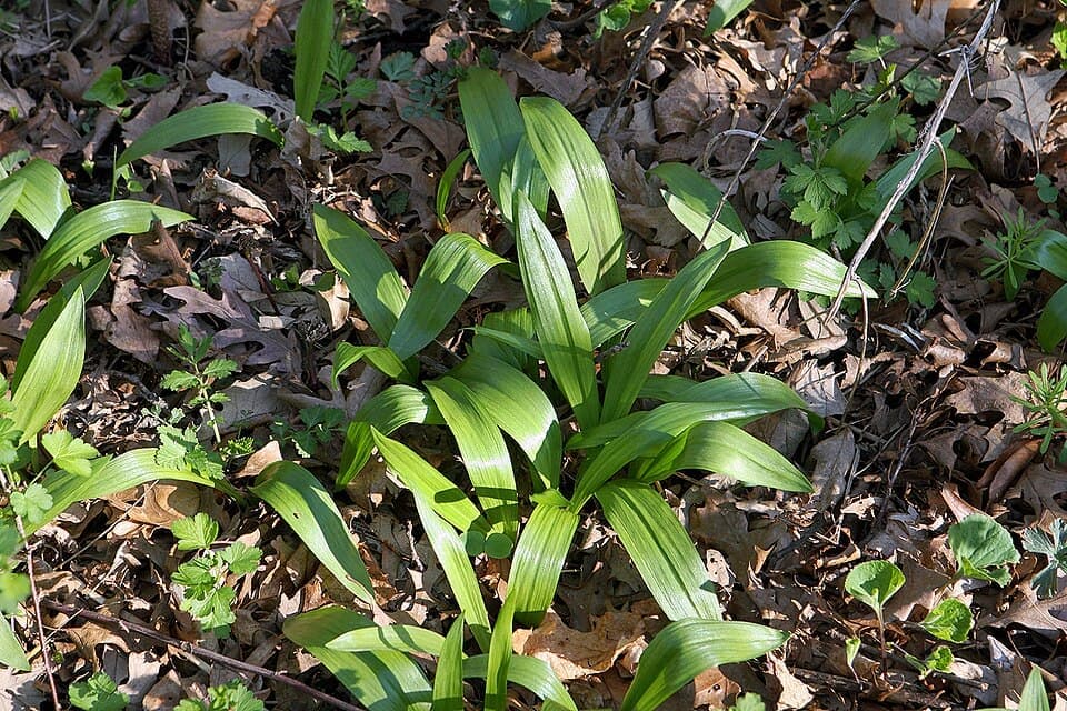 Ramps (Wild Leek) (Allium tricoccum)