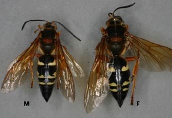 What Is That Giant Wasp Digging in My Lawn? Identifying the Cicada Killer