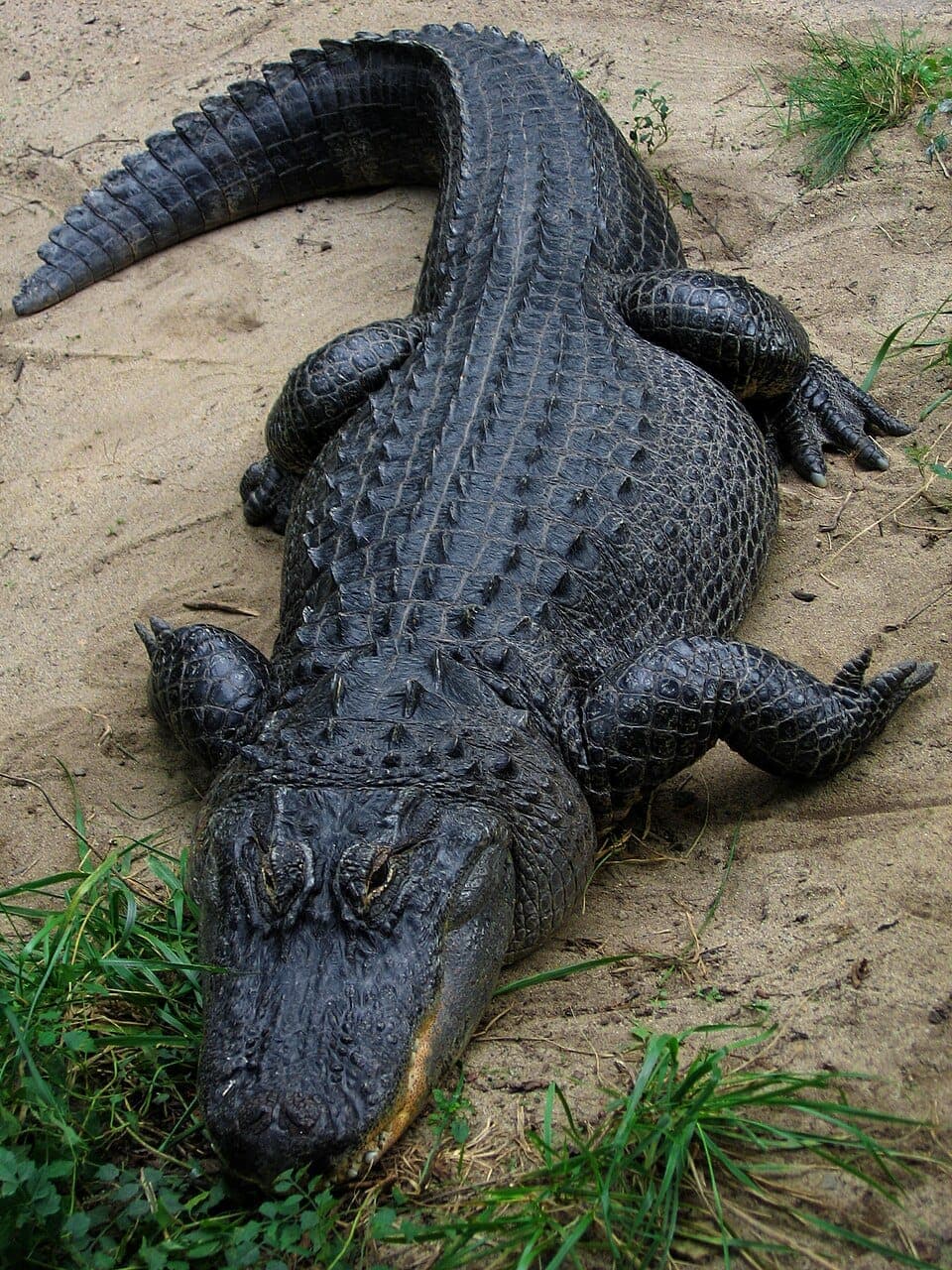 Alligator vs. Crocodile: How to Tell Them Apart