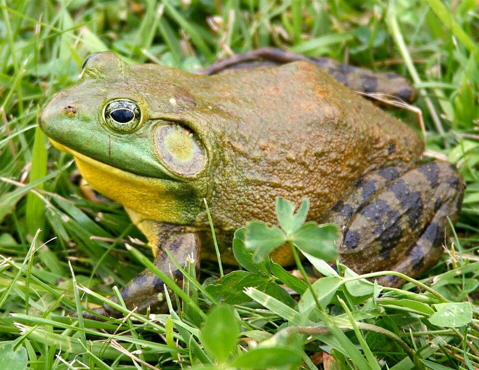 Bullfrog vs. Green Frog: How to Tell Them Apart