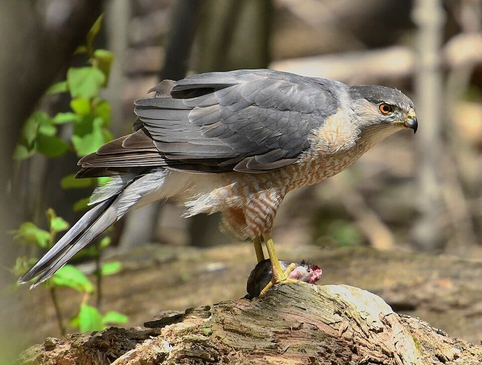 Is That a Cooper’s Hawk or a Sharp-Shinned Hawk? How to Tell the Backyard Bird-Hunters Apart