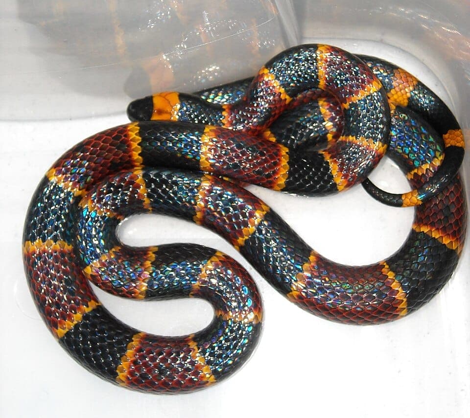 Coral Snake vs. Milk Snake: How to Tell Them Apart Safely
