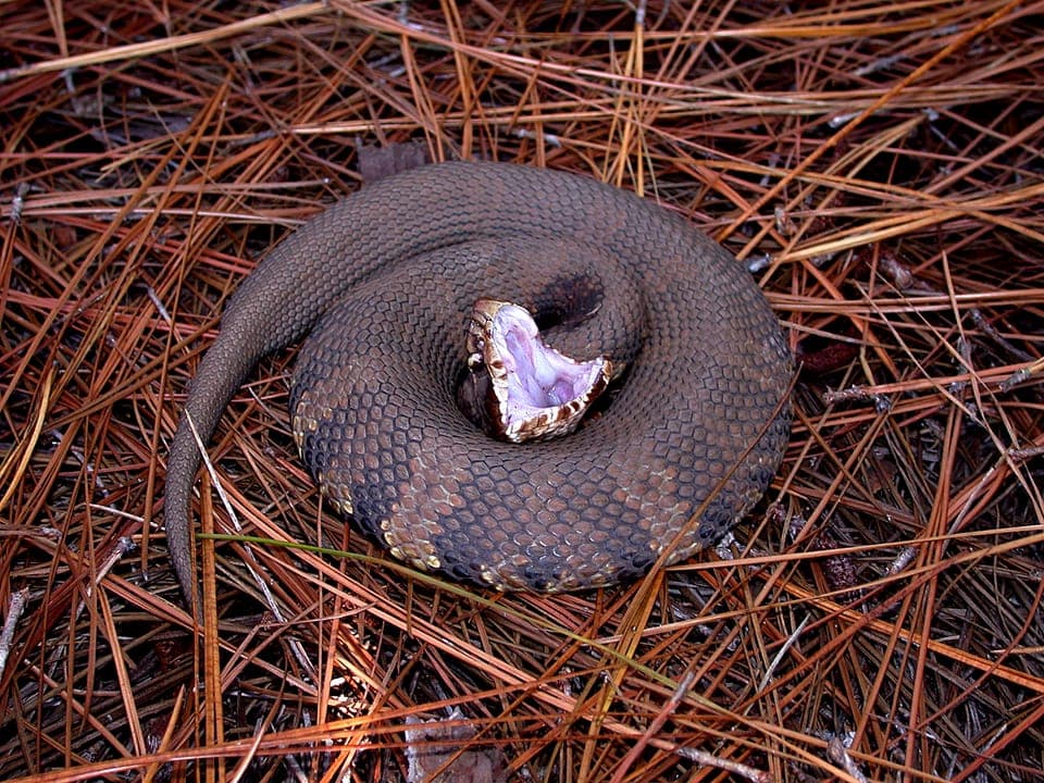 Is That a Cottonmouth or a Harmless Water Snake? How to Tell Them Apart Safely