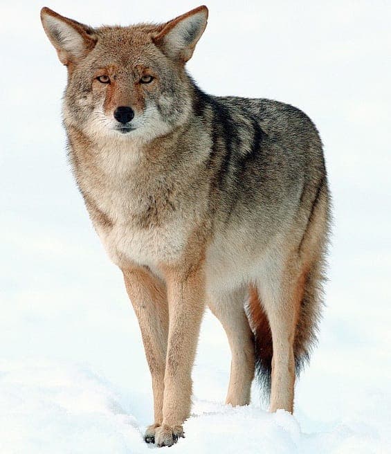 Coyote Tracks vs. Dog Tracks: How to Tell Them Apart