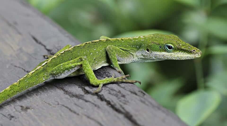 Photo: Anole Lizard Hilo Hawaii