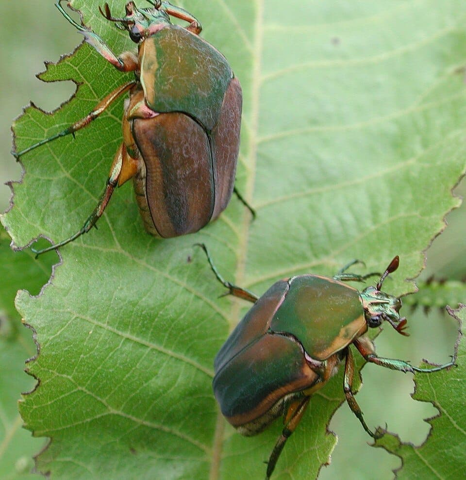 What Is the Big Loud Metallic-Green Beetle? Green June Beetle vs Japanese Beetle