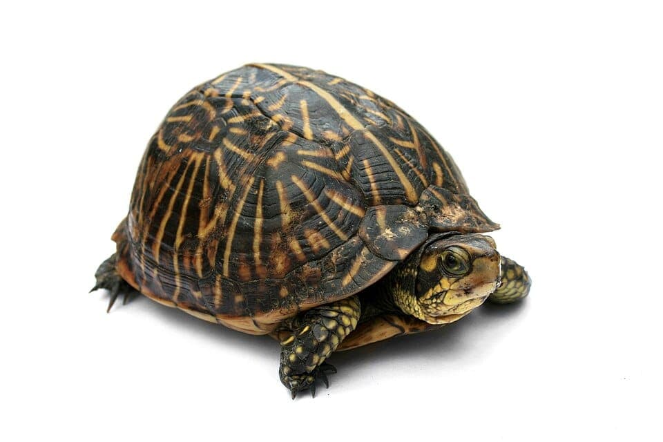 How to Identify a Box Turtle (Eastern vs. Ornate)