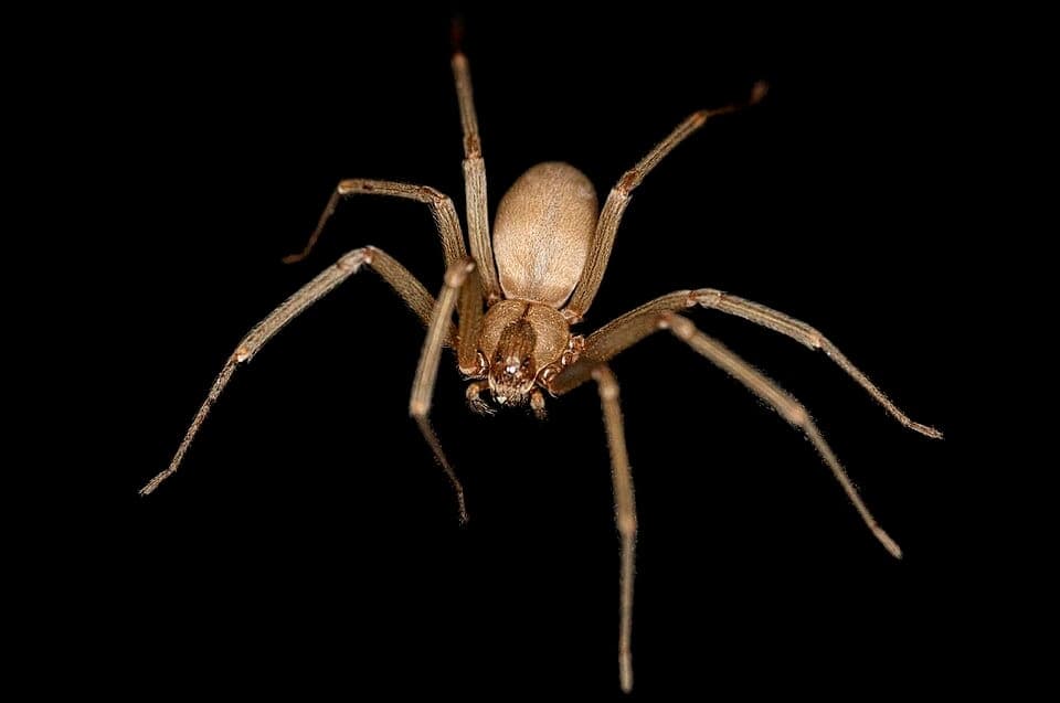 How to Identify a Brown Recluse Spider (and Why the Violin Myth Fools Everyone)