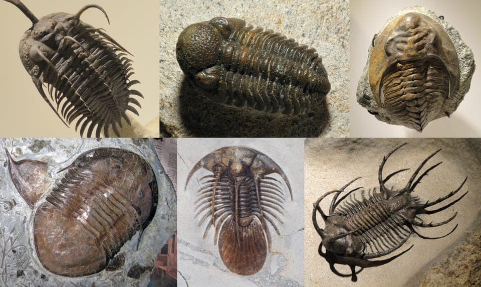How to Identify a Fossil (and What Kind It Is)