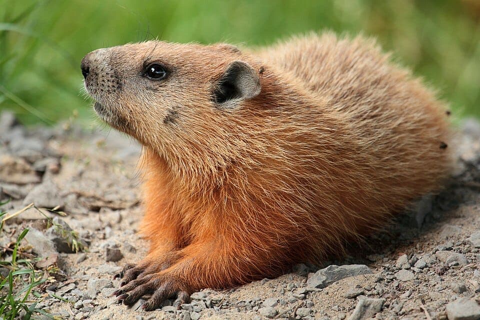 How to Identify a Groundhog (vs. Muskrat and Beaver)