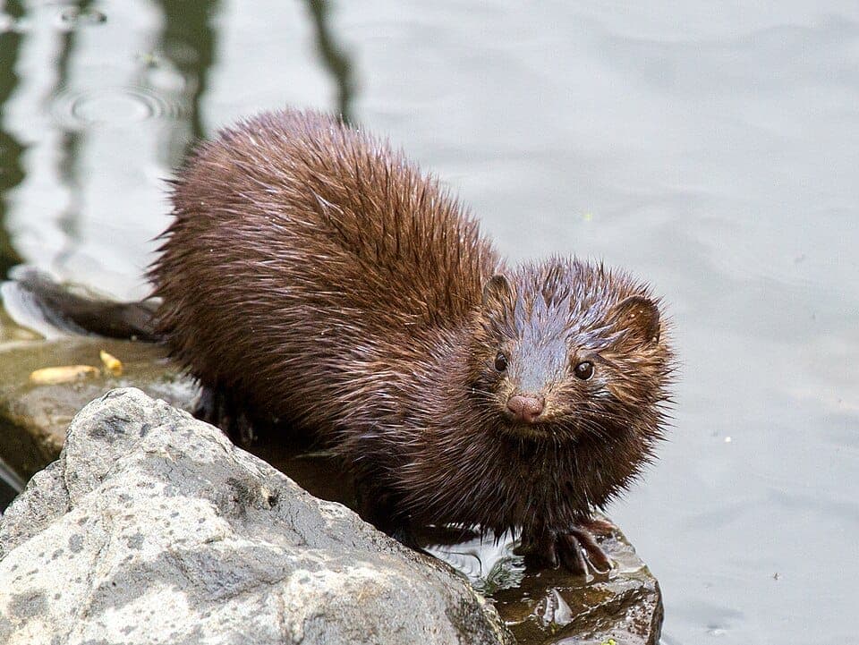 How to Identify a Mink (vs. Weasel and Otter)