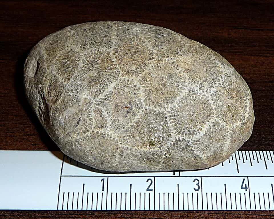 Photo: Petoskey stone unpolished with cm scale