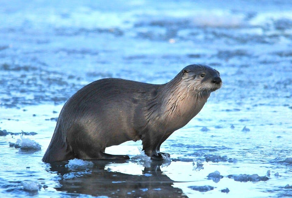How to Identify a River Otter (vs. Mink and Muskrat)