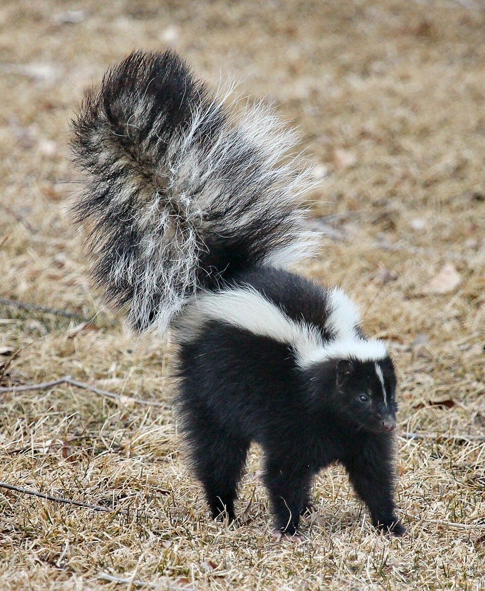 How to Identify a Skunk (Striped vs. Spotted)