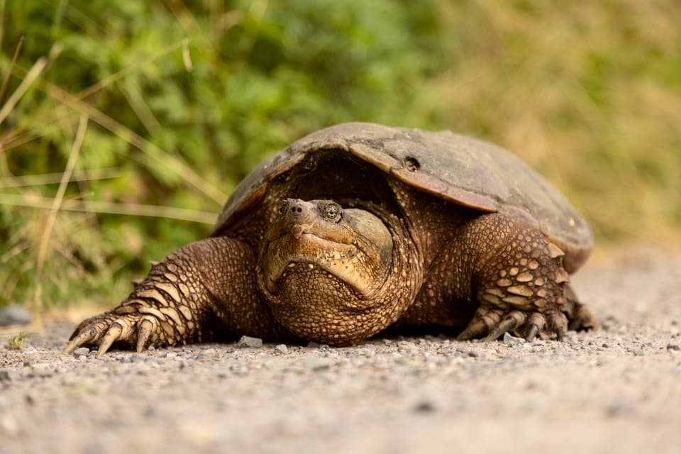 How to Identify a Snapping Turtle (Common vs. Alligator)