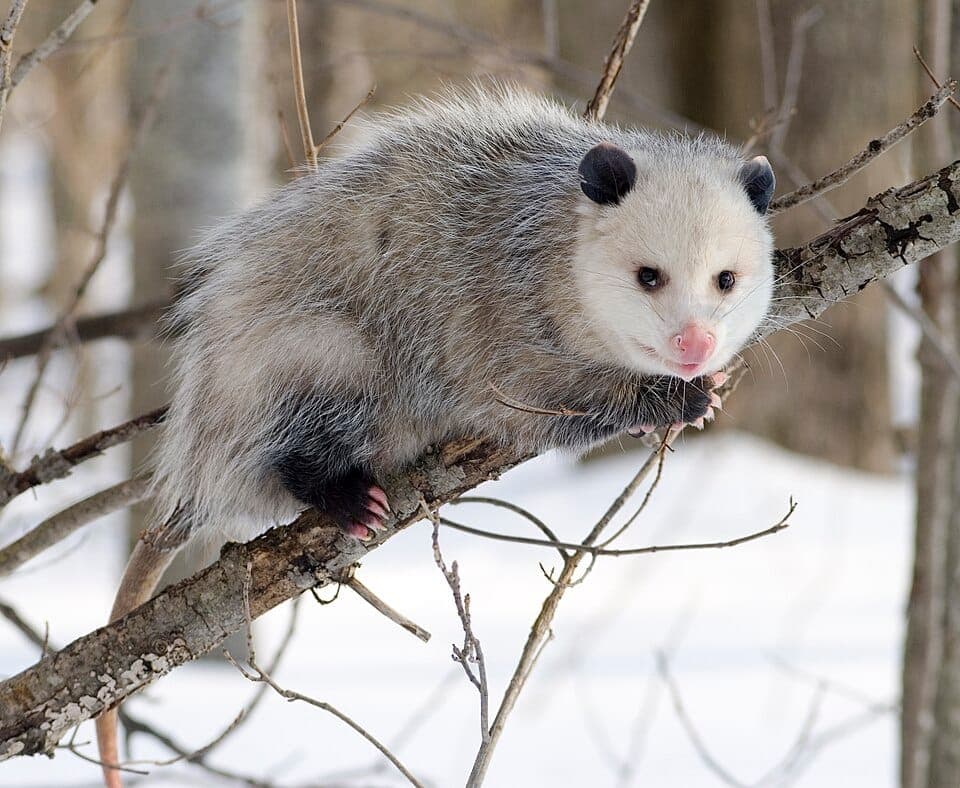 How to Identify a Virginia Opossum (and Are They Dangerous?)