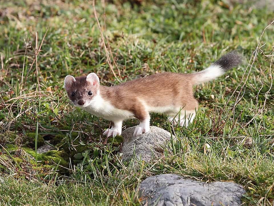 Photo: Røyskatt (Mustela erminea erminea), Lista, Norway