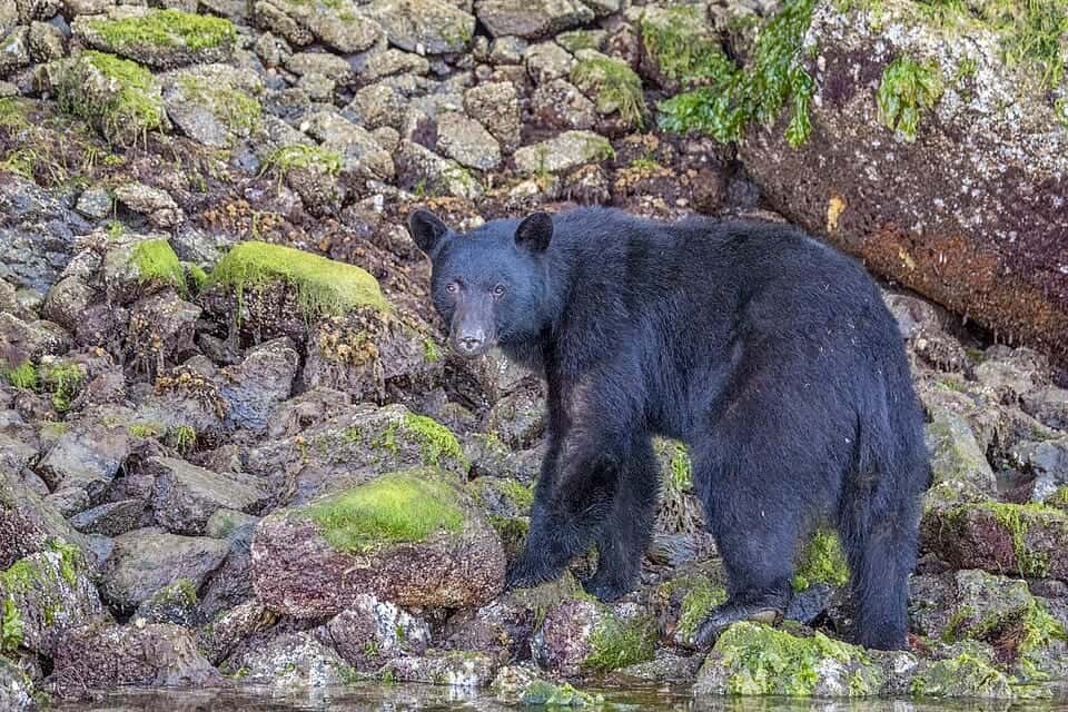 Photo: Vancouver Island black bear (Ursus americanus vancouveri) Tofino 4
