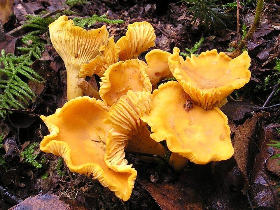 What Is the Golden Trumpet-Shaped Mushroom? Identifying Chanterelles (and Their Look-Alikes)