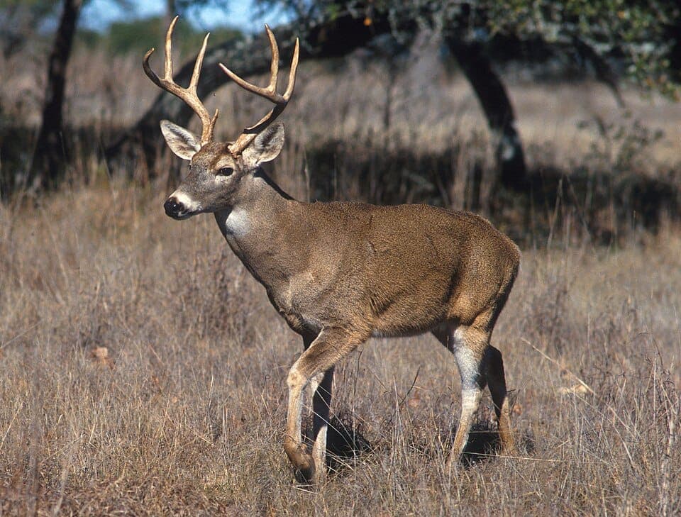 How to Identify Deer Tracks (and Tell Them Apart)