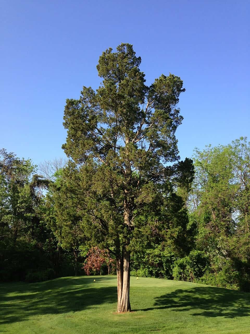 Photo: 2014-05-13 08 32 55 Eastern Red Cedar at South Riding Golf Club in South Riding, Virginia