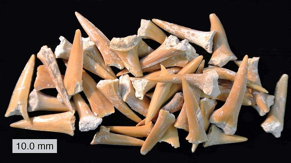How to Identify Shark Teeth on the Beach