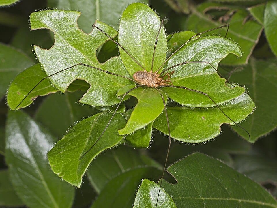 Is a Daddy Longlegs a Spider? Identifying the Harvestman (and the Venom Myth)