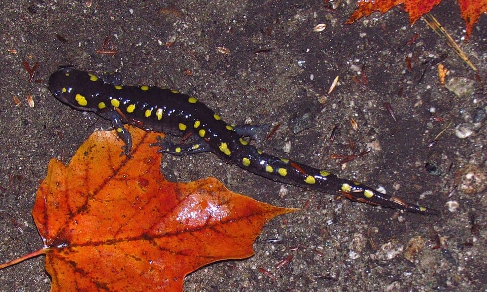 Lizard vs. Salamander: How to Tell Them Apart
