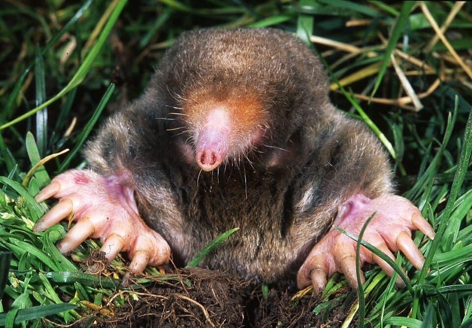 Mole vs. Vole: How to Tell Which Is Wrecking Your Yard
