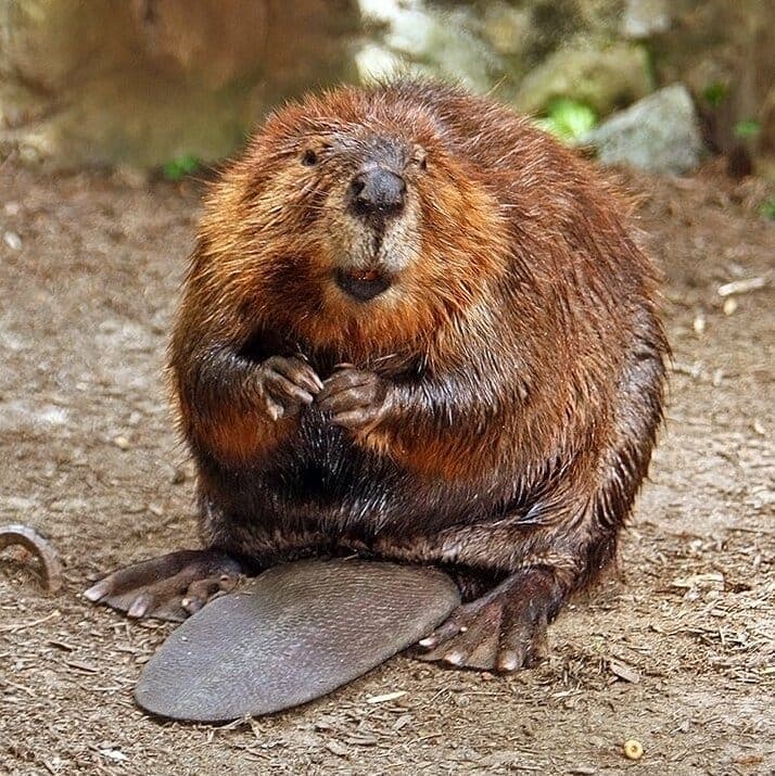 Muskrat vs. Beaver: How to Tell Them Apart