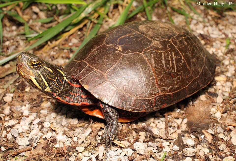 Painted Turtle vs. Red-Eared Slider: How to Tell Apart