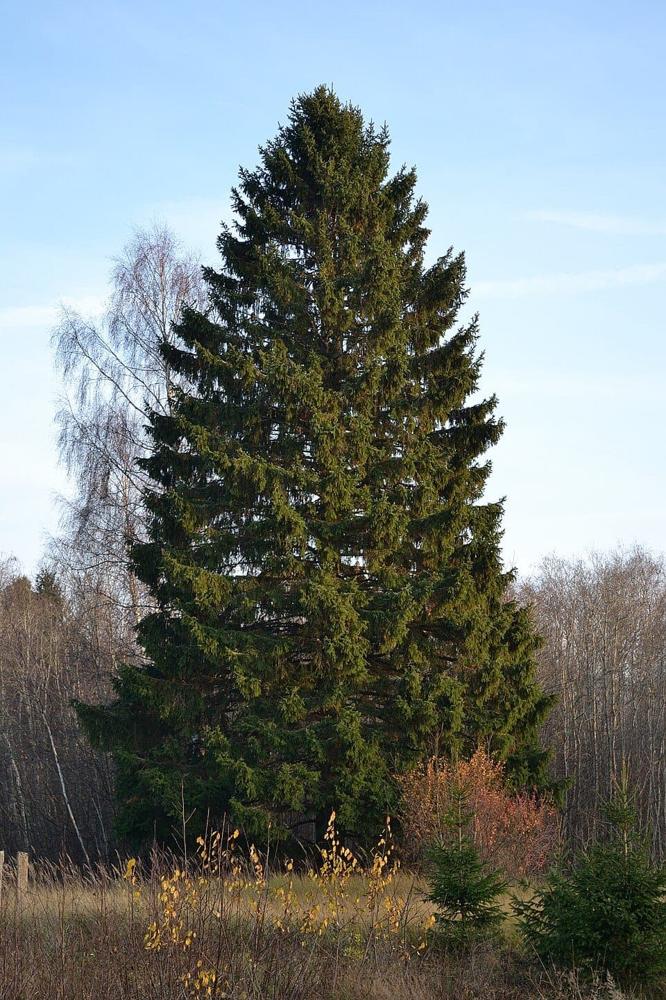 Pine vs. Spruce vs. Fir: How to Identify Evergreen Trees