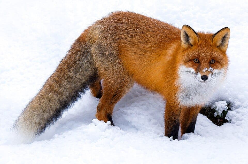 Red Fox vs. Gray Fox: How to Tell Them Apart