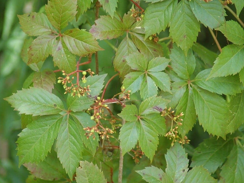 Is It Poison Ivy or Virginia Creeper? How to Tell the Harmless Five-Leaf Vine Apart