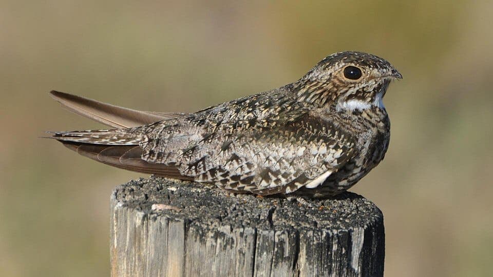 What Are the Birds Swirling Overhead at Dusk in Late August? Understanding Nighthawk Migration