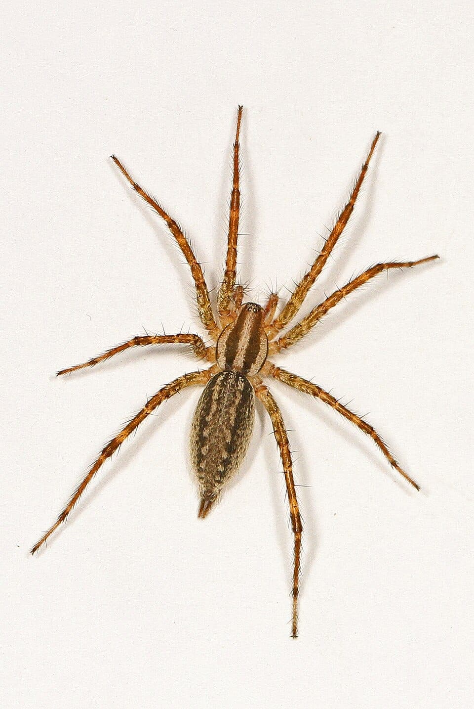 What Are All the Funnel-Shaped Webs in My Lawn? Identifying Grass Spiders