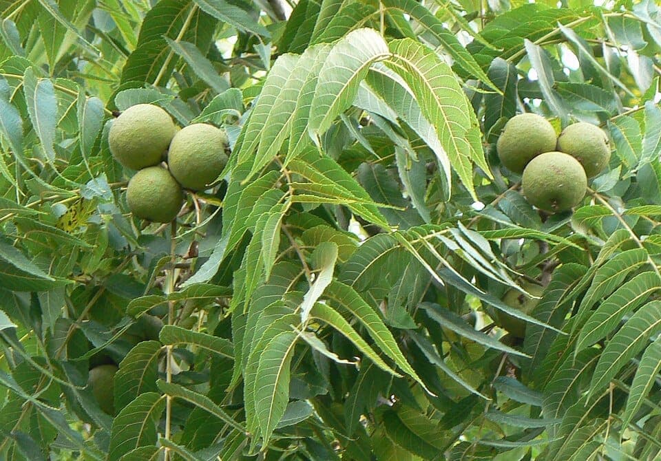 What Are the Green Balls Falling From My Tree and Staining Everything? Identifying Black Walnut
