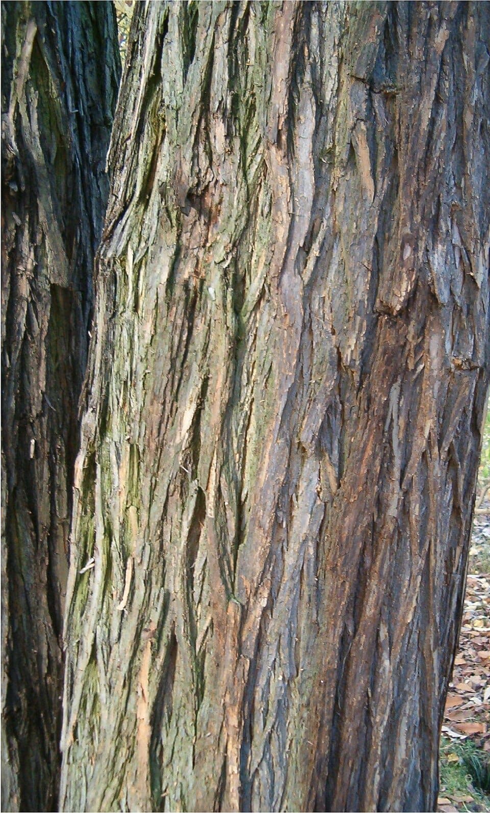 What Are the Green, Brain-Like Fruits Falling From a Tree? Identifying Osage Orange (Hedge Apples)