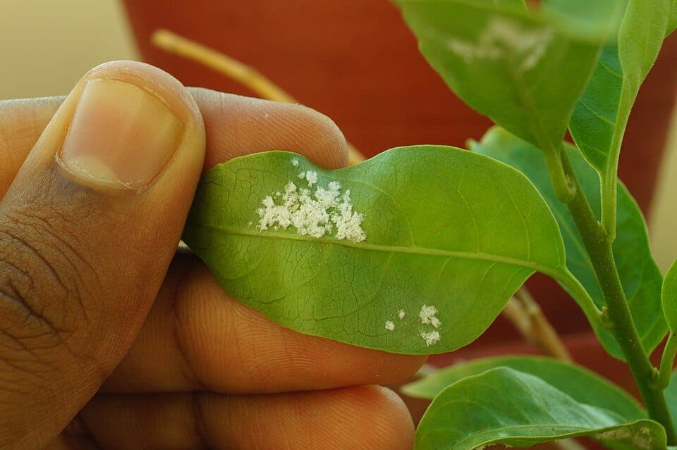 What Are the Tiny White Flying Fuzz Bugs Drifting Through the Air? Identifying Woolly Aphids