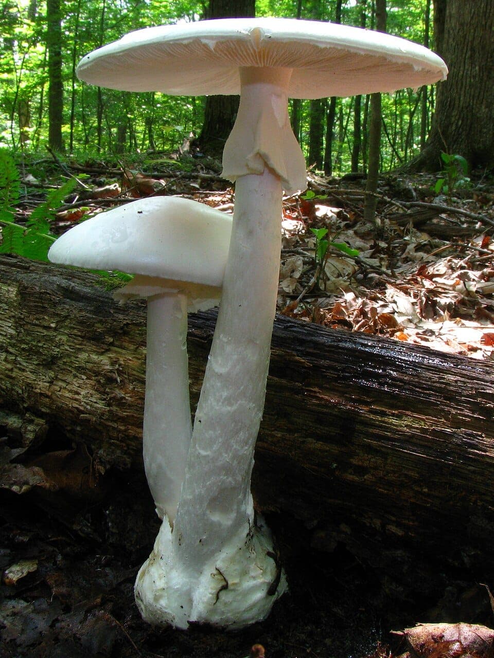What Is the All-White Mushroom in My Yard? Identifying the Deadly Destroying Angel