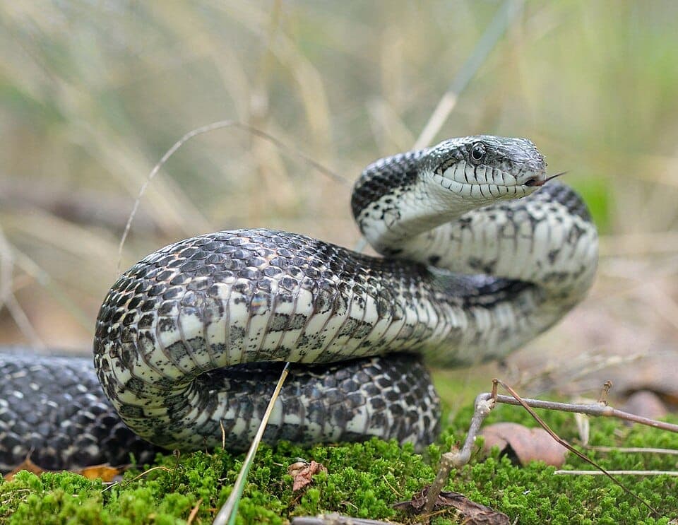 What Is the Big Black Snake in My Yard? Identifying Rat Snakes and Black Racers