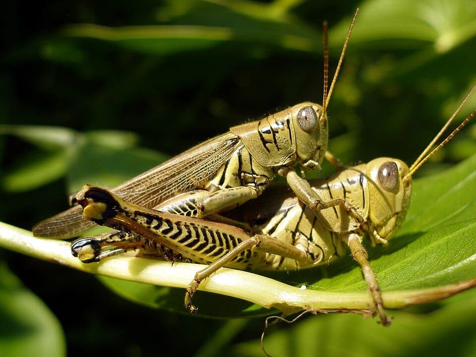 What Is the Big Grasshopper Eating My Garden? Identifying Grasshoppers (and the Toxic Lubber)